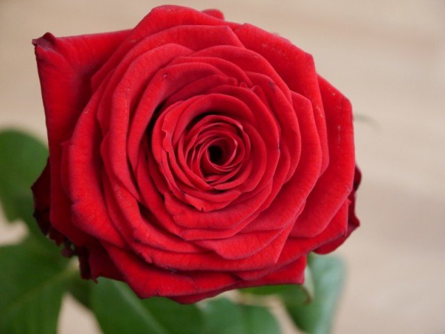 「生肖」未来一周桃花运超旺的四大生肖，喜遇良缘，爱情甜蜜，脱单成功！