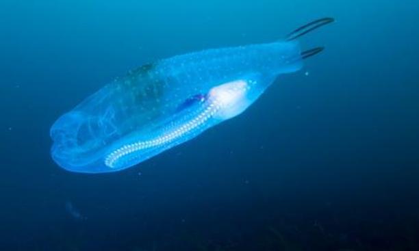 【水母】世界上最“没隐私”的鱼，浑身透明，专家：见到切记不要抓