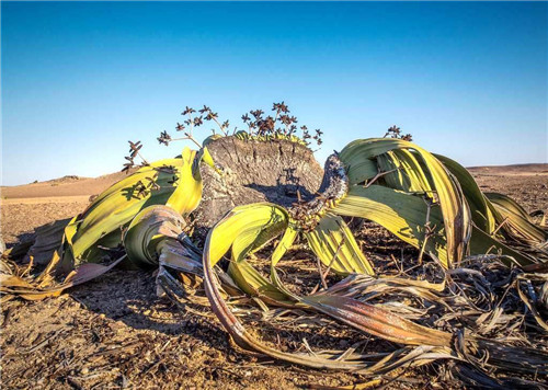 章鱼|非洲沙漠中的“大章鱼”：哪里有水它就往哪走，已活1000多年