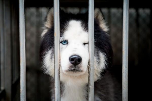 二哈两度被弃养变得暴戾，曾咬死上百只鸡！所幸被爱感化找到新家