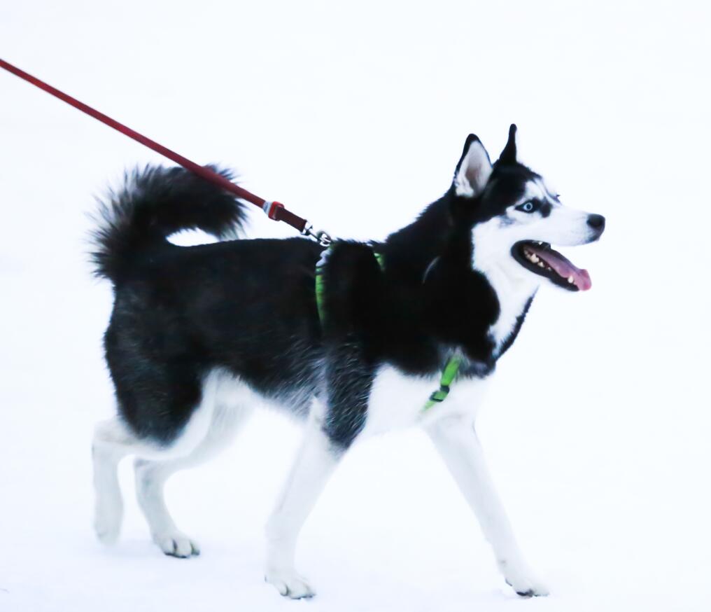 南京宠物旅游：趁时光正好，带着狗狗去旅行