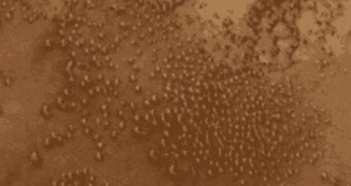 「火星」火星表面出现“不明物体”，科学家：像是一群羊