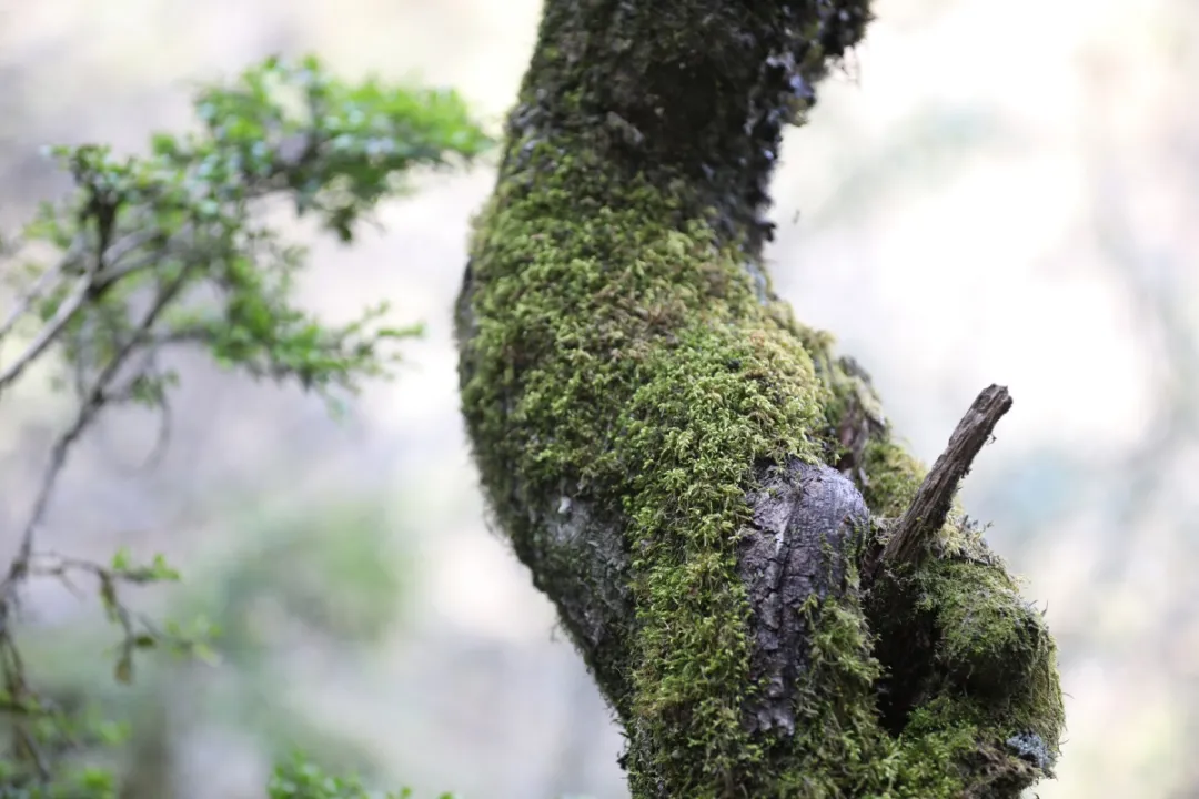 神农架▲高清大图丨高山草甸、万亩杜鹃……探绝美秘境小神农架