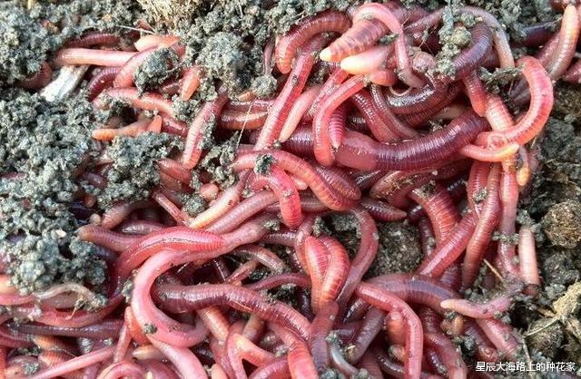 钓鱼|蚯蚓一直在泥土中，都没和鱼见过面，为什么水的中鱼却喜欢吃？