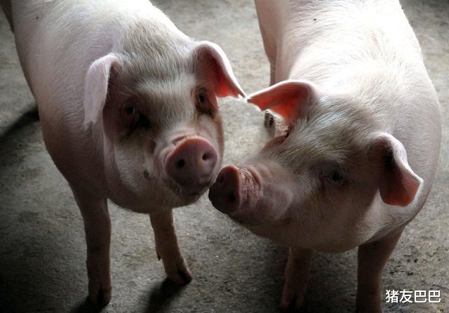 眉县■6月29日猪价:逆势大涨!猪价又迎“一片红”,7月猪价“大跌”?