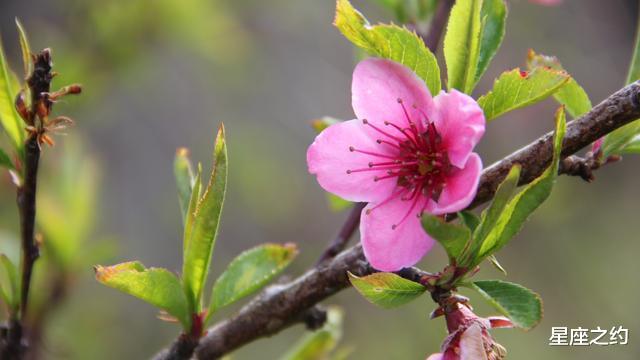 金牛座▲在5月中旬,好运相伴,稳操胜券,势如破竹的三大星座