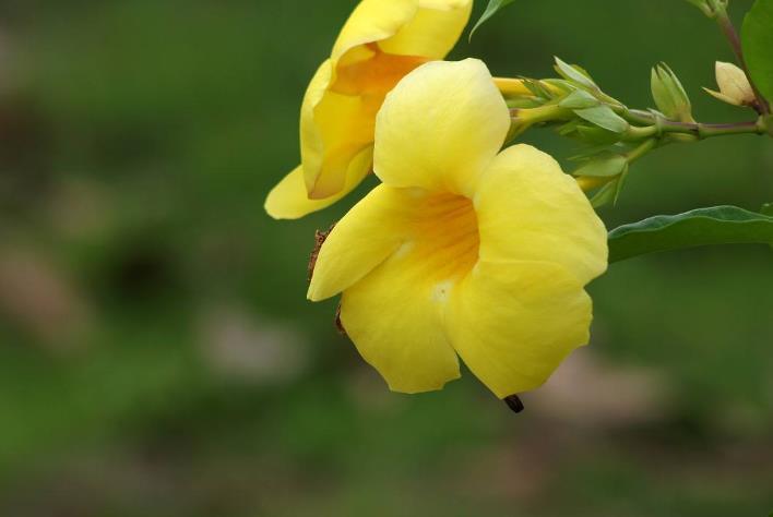 生肖|10月开始，吉星当头，财运笼罩，家业兴隆的生肖