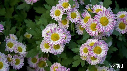 属鼠|10月3号开始，财运大爆发，横财发不停，三番五次中大奖的生肖