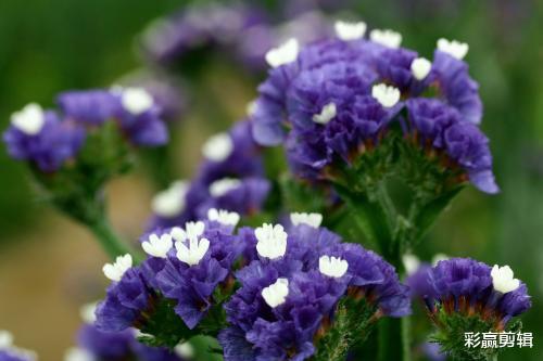 天蝎座|有美貌，有实力，内外兼修的三个星座女，狮子，天蝎上榜