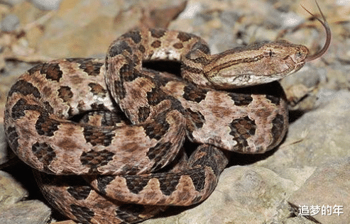 『毒液』我国最毒的蛇是哪种？一滴毒液致死百个成年人的毒蛇在世上排第几？
