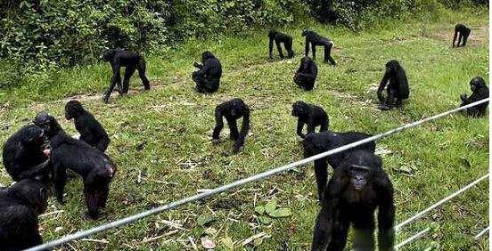 [鱼子酱]世界“顶级美食”背后的酷刑，看完你还能吃下去吗？