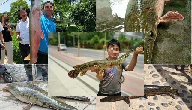 |美国“第一猛鱼”在我国却难以生存，甚至被老乡做成鱼干