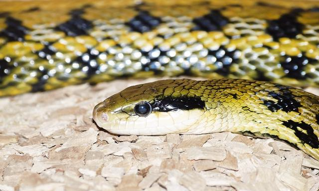 毒蛇|无毒蛇中的“大王”——王锦蛇，长相帅气还喜欢吃各种毒蛇