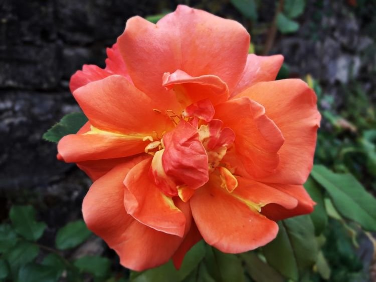 枯木逢春|下周开始,花开不败,爱意萌生,将枯木逢春,喜获良缘的四大生肖