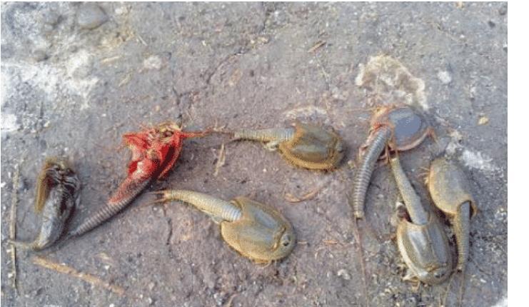 生物考古@在地球存活了2亿年的动物，日本人视它为宝，中国人却拿它喂鸡！