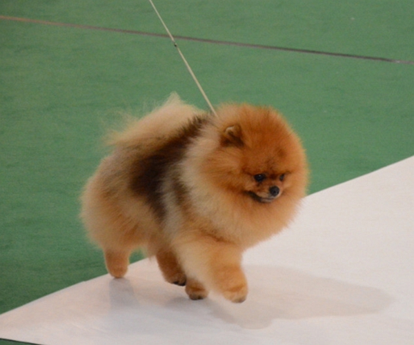 『运势』算命先生：明天过后，大金狗要“家财万贯”了！关乎一生的命运!