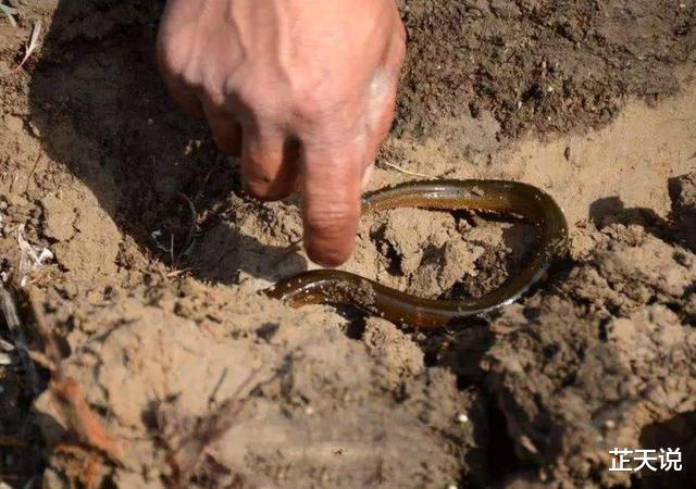 蜜蜂|古人训:“七月蜂、八月蛇、九月黄鳝惹不得”,老祖宗的话有理吗