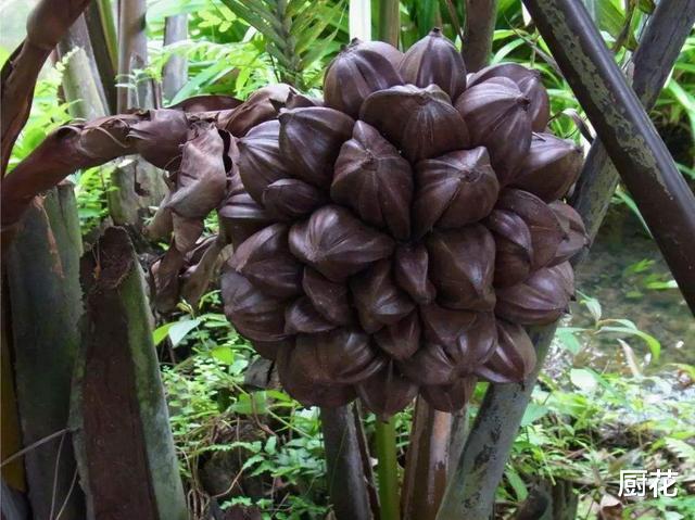 玉米▲比小龙虾更“悲剧”的水果,外国不受待见,在中国变“高档水果”