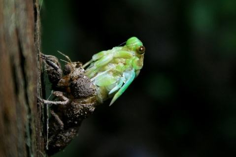 【生命周期】蝉的寿命有多久？在地下待了那么久，刚出来就被吃，你怎么看？