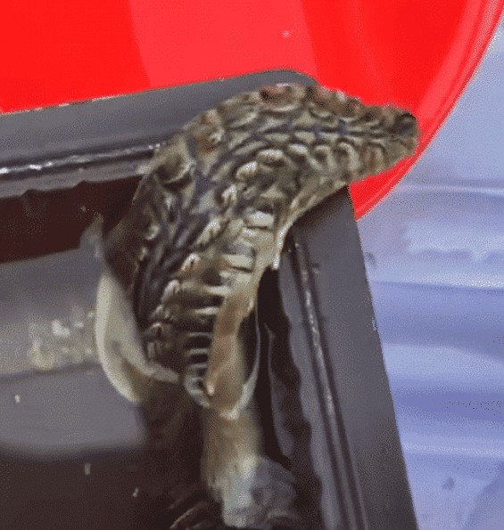 |野外钓鱼钓上来这么个玩意，大家帮忙看看这是什么东西。能吃吗？