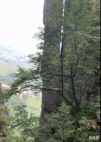 |妹子，你们头上戴着钢丝球在哪买的？哈哈