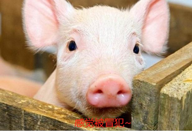 日本|凭啥日本儿童健康居全球之首？看看日本儿童午餐，国内学校做不到