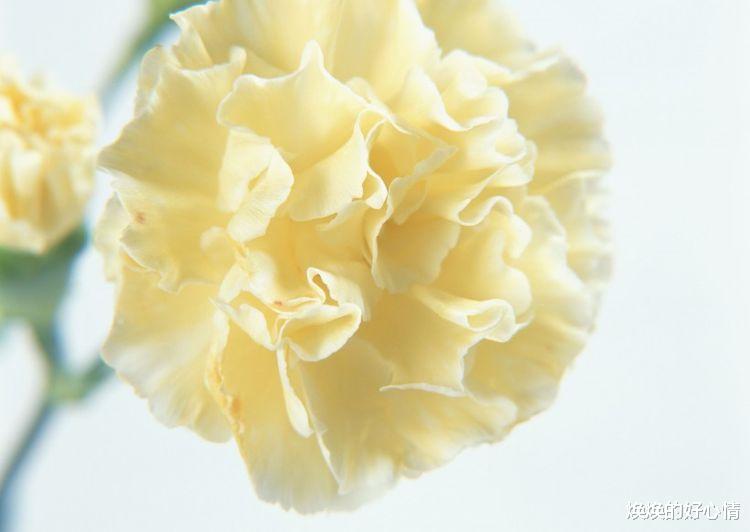 狮子座|未来30天开始，交好运，喜鹊来报道，财运红得发紫四大生肖！