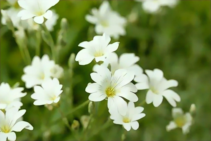 生肖|十月下旬开始,财运亨通,财帛大发,福气盈门的生肖