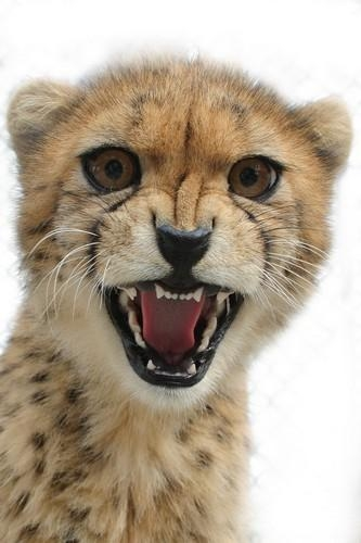 老虎|人类为什么一般只吃食草动物的肉不吃食肉动物的肉？