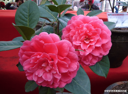 运势|8月7日开始，4属相天降鸿运，喜事进门，事业有成，喜迎上上签