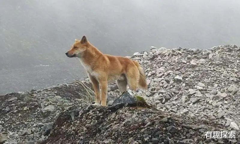 高地|绝迹93年两栖大鼠回来，灭绝47年唱歌犬现身，违背自然规则？