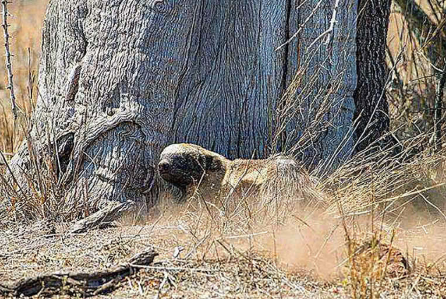 蜜獾■见平头哥在睡觉，蟒蛇飘了冲上前挑衅，下一秒悲剧了