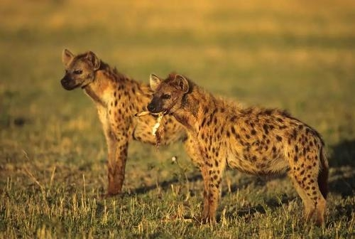 鬣狗|为什么非洲二哥鬣狗在非洲三哥野犬面前无能为力，还容易被反杀？