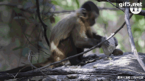 「石器时代」巴拿马猴已经进入石器时代,它们未来发展会威胁到人类吗?