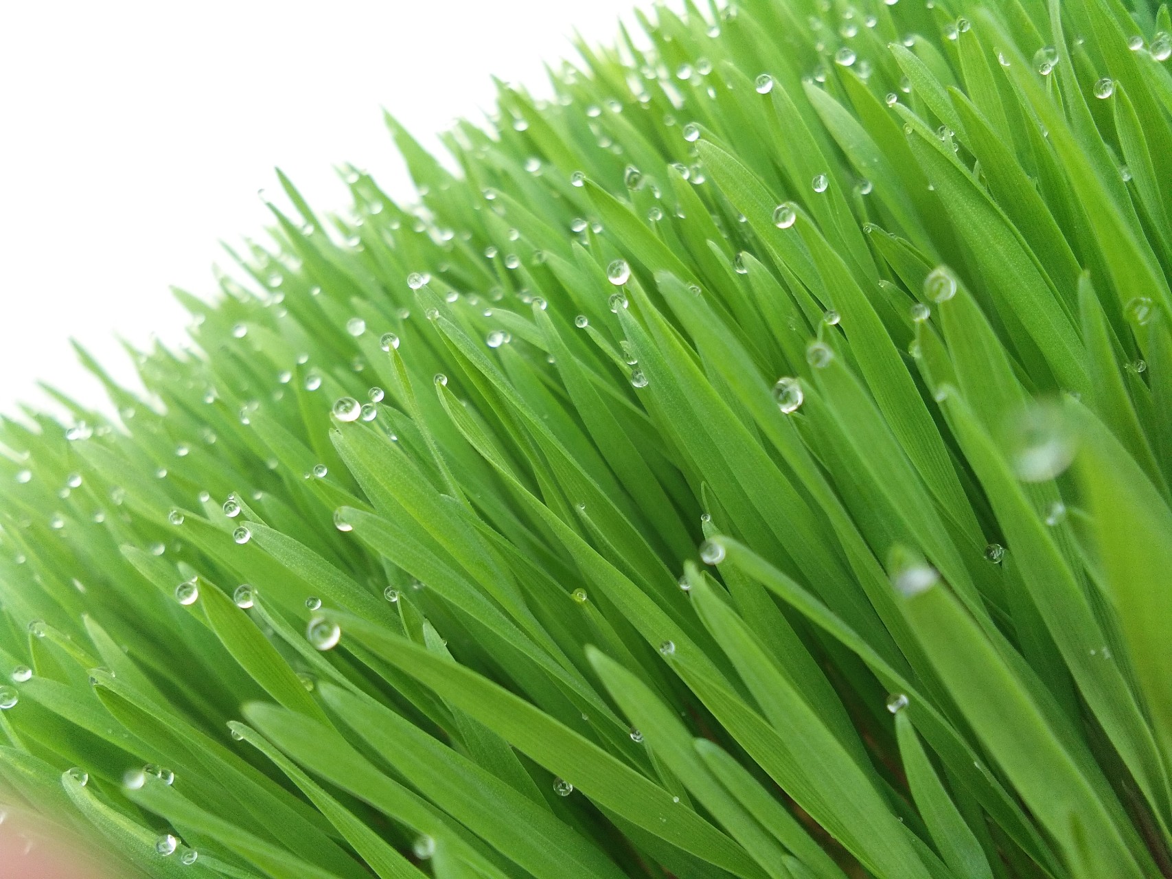 【癌细胞】查出癌症先别慌张，餐桌上使劲吃这4物，癌细胞见你或“躲着走”！