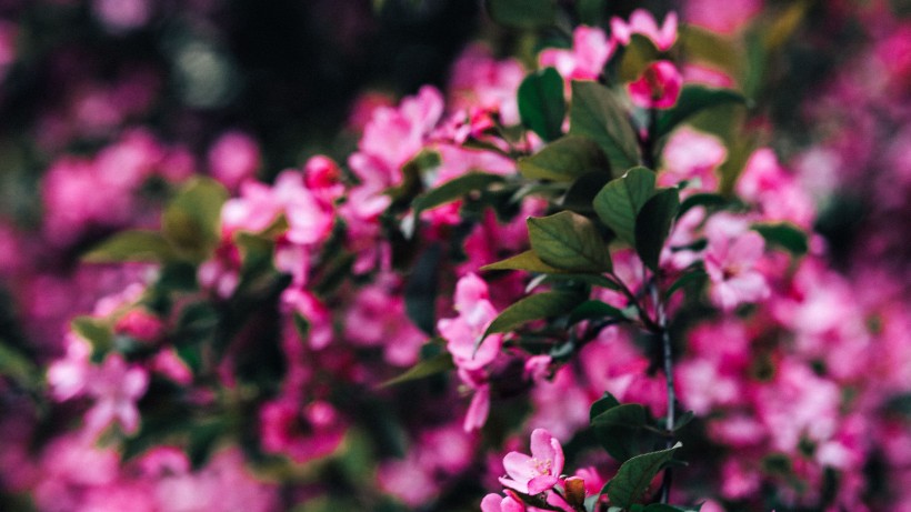 运势@5月下旬贵人上门，喜气临门，财运滚滚，行大运赚大钱的四属相