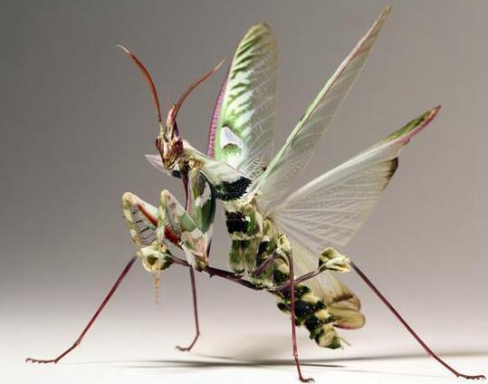 半岛晨报|大连海关截获数千枚魔花螳螂幼虫及虫卵