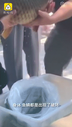 『』鲤鱼“莽子”遇害后续：市民陆续投放二莽三莽四莽，结果...