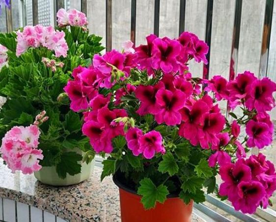 「摩羯座」7天后，喜鹊回巢，花开连理，情亦难绝，主动求和，再次沦陷前情