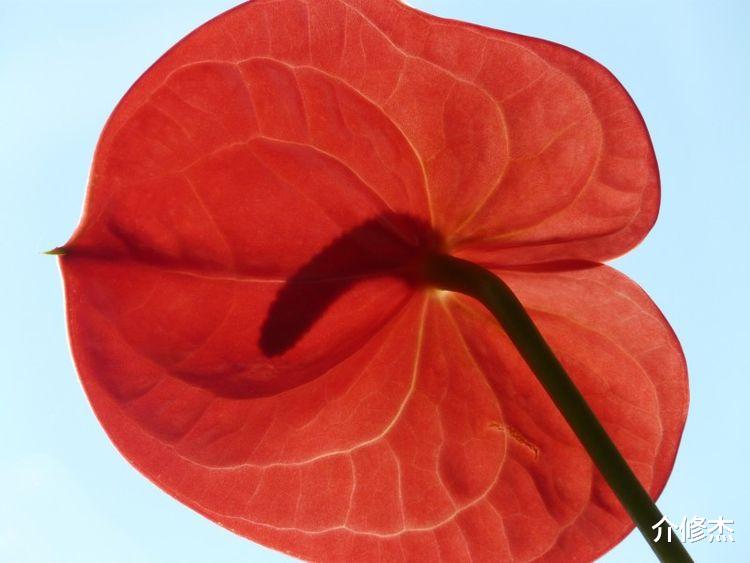 |9月桃花运出现，4生肖旧情复燃，再次牵手真爱圆满！