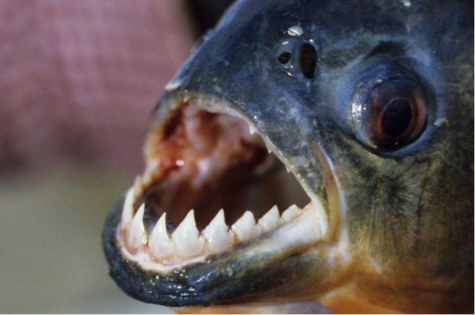 水蚺|亚马逊为什么是人类禁区，这6种生物就算有现代武器也不是对手