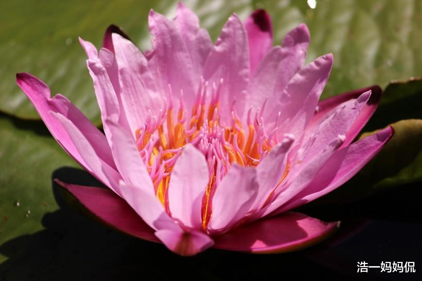 [吉星]6月18号财势喜人，吉星照射，熬过大难的3生肖，贵人八方来，惹不起