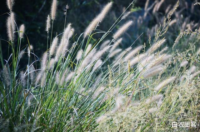 |职场中越是聪明的人，越喜欢干这三种傻事，实则暗藏好运