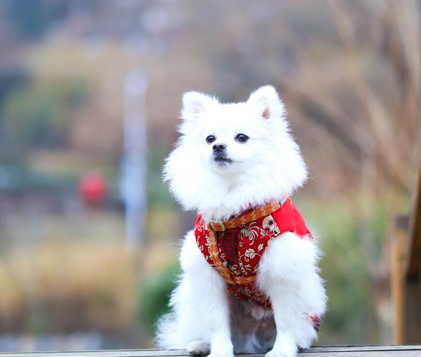 南京宠物旅游，新的一年要给你全部的宠爱，继续带着狗狗去旅行