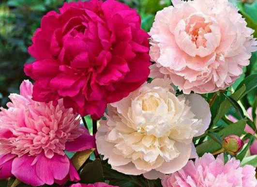 |四大属相女，十有八九都是“富贵命”，飞上枝头当“凤凰”