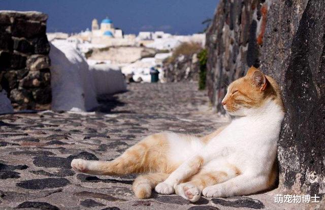 树懒|和我比懒？我懒得和你比：世界上最懒的10种动物