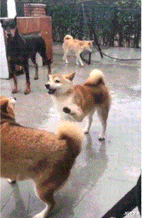 新车|两口子买了个二手A4，挂红绸，逢人就说是全款新车，哈哈哈