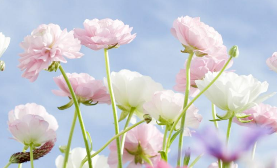 霉运|八月下旬开始，财运旺盛年，喜事扎堆来，贵人接二连三来的4生肖