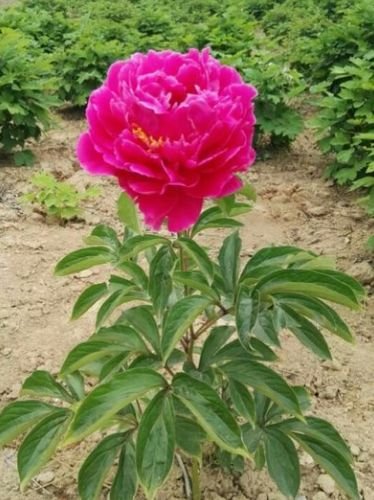 运势|未来30天，4属相时来运转，迎来鸿运当头，财运旺盛，大吉大利