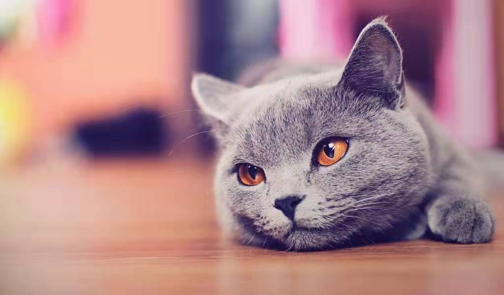 猫，可爱的毛绒，高冷界代表